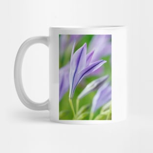 Triteleia laxa  'Koningin Fabiola'  Triplet lily  Also known as Queen Fabiola Mug